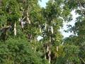 Kigelia pinnata
